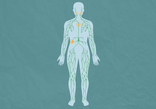 Faszination Lymphsystem