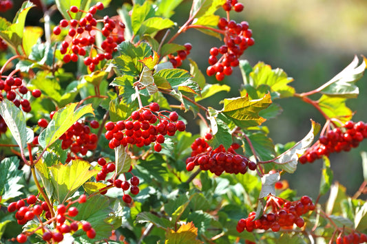 Herbstspektakel mit der Pflanze des Jahres 2024