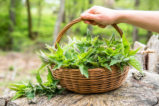 Sabine Hurni  über das Teekraut im eigenen Garten