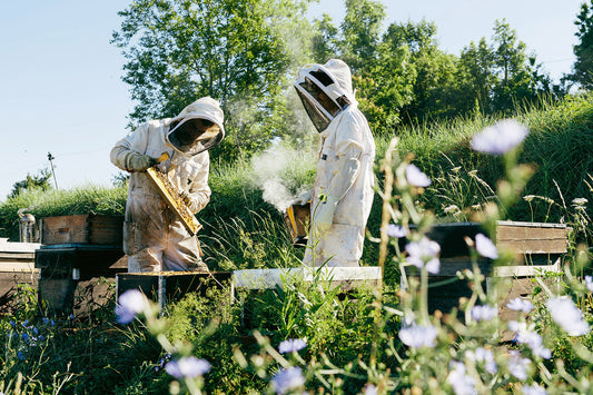 Mehr Bienenvölker – weniger Imker*innen